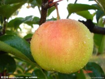 Northeast fresh apple pear sweet crisp delicious wild apple pear can be made frozen pear 7 88 a catty
