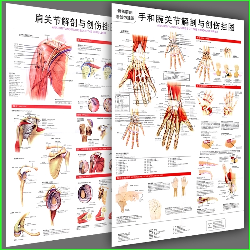 醫學關節解剖掛圖 手和腕關節解剖與創傷圖 膝肩髖足和踝骨科圖