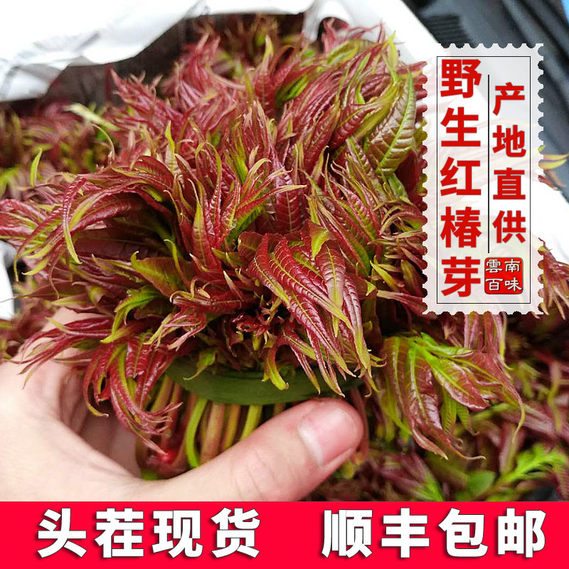 2022 fresh toon buds Yunnan specialty plateau red toon wild farmhouse clean vegetable head stubble xiangchun tooth 500g