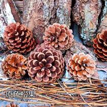 Christmas Ornament Natural Home Decoration Shop Window Decoration Natural Pine Nuts 2CM-14CM Original Color