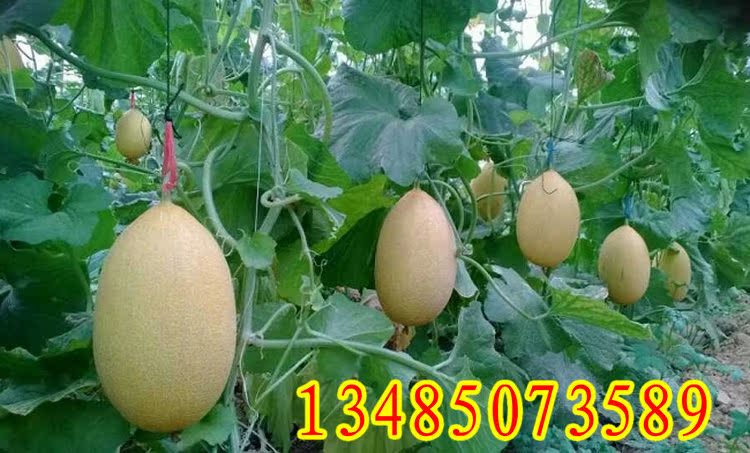 [2015爆款]新疆哈密瓜种子巨蜜王青玉甜脆哈密
