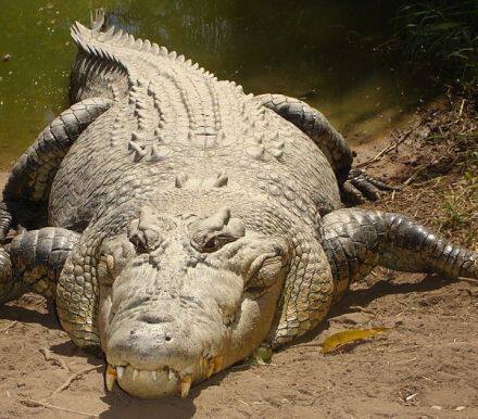 针对近期比特币等加密货币的狂热，“股神”巴菲特给出的判断近乎肯定：它们将有糟糕的结局。周三(1月10日)，亿万富翁投资者巴菲特对外媒表示...