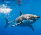 双线资本（DoubleLine）首席执行官、“新债王”冈拉克（Jeffrey Gundlach）周一在接受CNBC采访时表示，股市可能会再次遭遇抛售，重新测试3月份的低点，投资者对经...