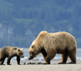 据美国财经网站MarketWatch报道，美联储终于要揭掉“量化宽松”（QE）这张用来为美国经济止血的“创可贴”了，这就意味着形势应该会开始恢复正常了。