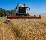 美国每月第一个周五会定期发布的“非农就业报告”，大家想必都已经很熟悉。但是“非农”两个字的原始定义，却往往被大家忽略了。然而事实上“非农”这个词的字面含义就告诉了大家，其实在美国，