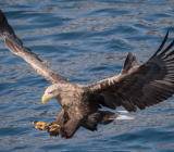 在上周美国通胀报告表现不及预期后，本周初一向以立场鹰派著称的美联储票委梅斯特称支持渐进加息，偏鸽立场进一步弱化美联储年内加息四次前景，施压美指...