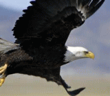 从10月份开始缩减其高达4.5万亿美元的资产负债表。美联储的利率预测——即所谓的“加息点阵图”显示该机构今年12月还将加息一次，2018年将加息三次