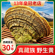 Tibet wild 30-year-old mulberry tree mulberry yellow Tibet Xiaonu 13-year-old autonomous region Ganoderma lucidum premium 500g