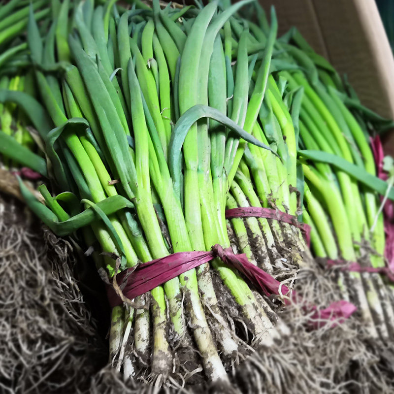 Northeast Changbai Mountain freshly dipped in pickles, shallots, white dew, sprouted shallots, one 250 grams, four SF