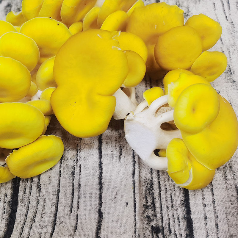 Northeast Mushroom Long White Hills Fresh Mushrooms Yellow Mushroom Yellow Mushroom Yellow Mushroom Yellow Mushroom Real Mushrooms Fresh Vegetables 250 gr Four 
