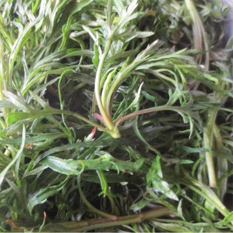 North East Changbaishan mountain vegetables fresh willow - bud artemisinin - dip sauce is digged 250g four copies of Shunfeng