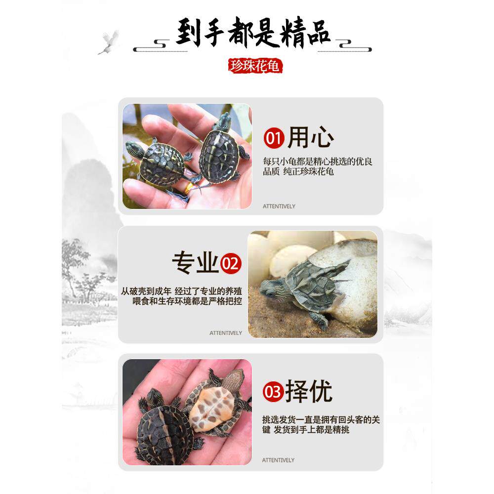 花龟是怎么变成“花”的？🌺龟壳上的花纹秘密-生活-淘宝百科网
