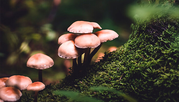 Mushroom beauty products