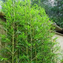 Simulated bamboo indoor partitions fake bamboo atmosphere layout basin decorations imitation FZZZ real plants customizable outdoor scenery