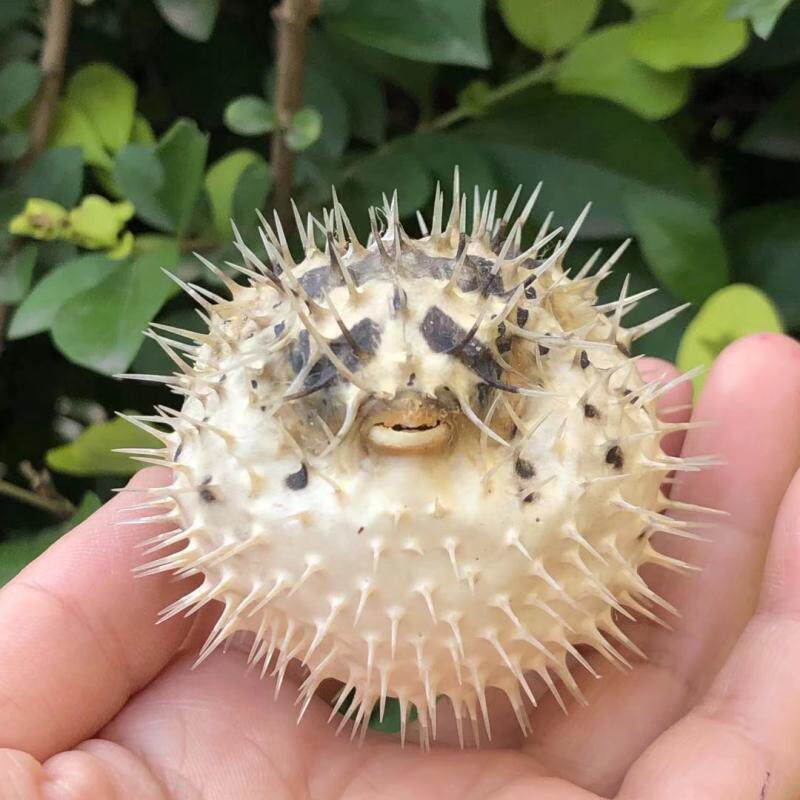 什么是最适合家庭装饰的包邮刺鱼海螺贝壳摆件？