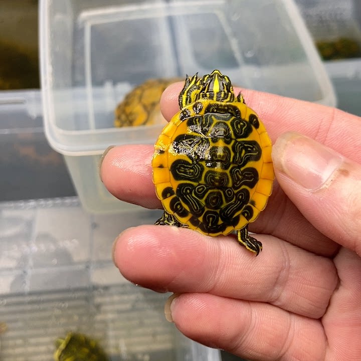 Let's choose a fine flame