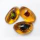 Imitation Amber Insect Specimen Pendant Making Blind Box Resin Glue Children's Textbook Teaching Science Props Ornaments for Students