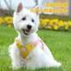Durable Dog Collar Leash, Anti-Bite, Anti-Pull, Anti-Escape Collar, New Pet Dog Collar