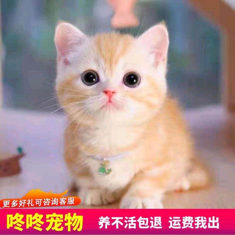 活体宠物猫咪中华田园猫橘猫狸猫黑白猫网红奶牛猫三花猫家养便宜,你家的猫星人准备好了吗?-宠物鸡-淘宝好物网