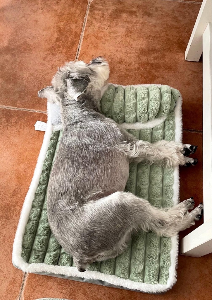 pet bed