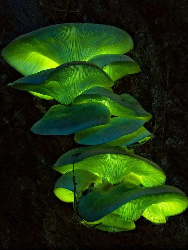 Ghost Fungus