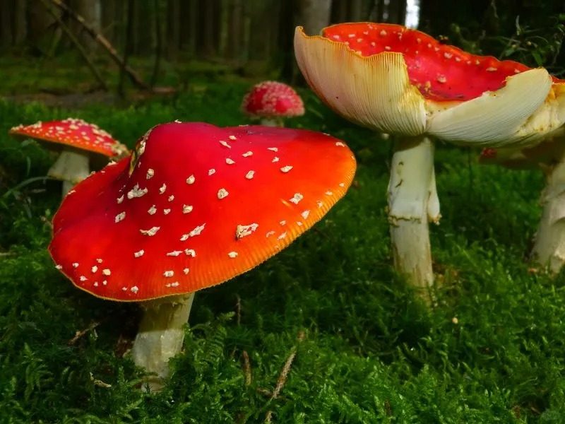 East Asian Black Death Cap