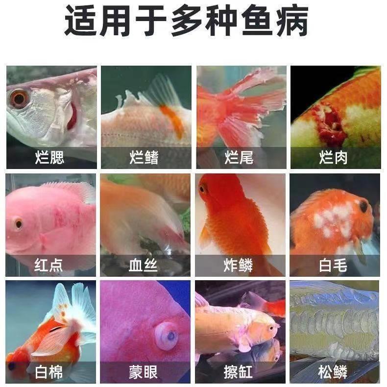 水族宠物健康守护者：土霉素与阿莫西林的应用之道