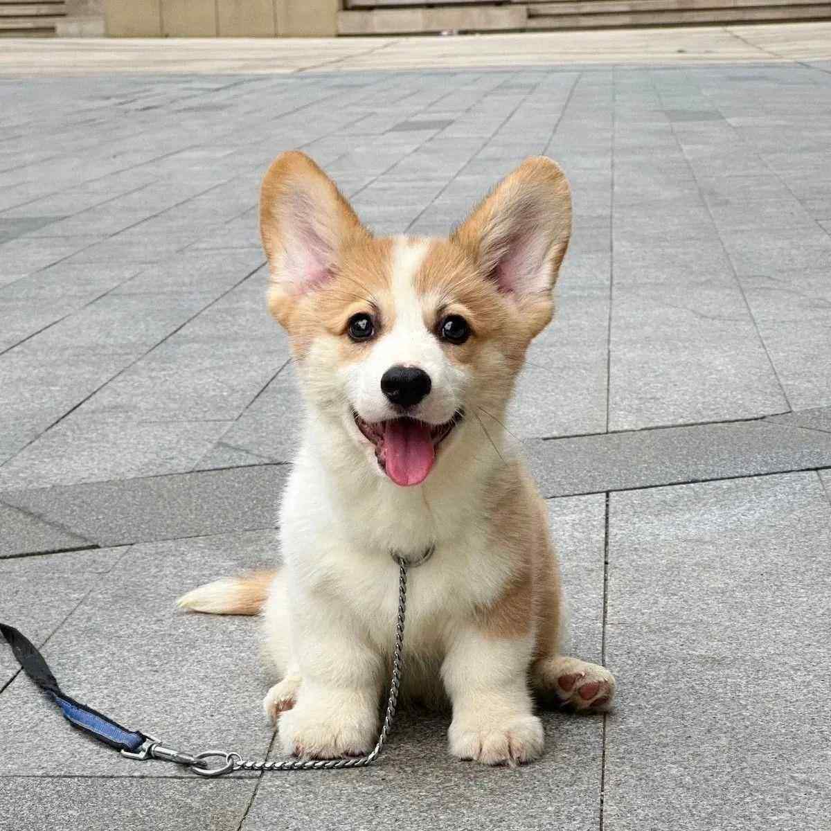 25年最火柯基幼犬推荐！双色黄白小短腿，包邮到家还能长不大？!-狗狗-淘宝好物网