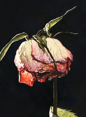 范兆辉【人间草木——花③】限量版画 花卉装饰画带装裱45*60cm