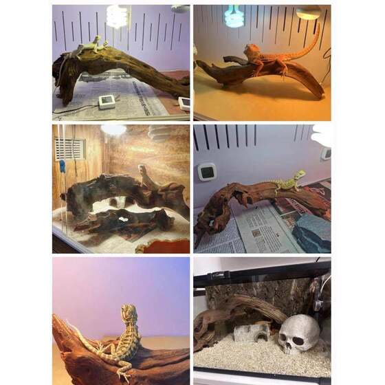 Reptile Hideout and Decorative Landscaping for Freshwater Noteskink Lizards, Wooden Desert Tank, Pure Natural Deadwood Gecko Basking Platform