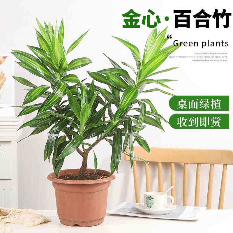 哪种百合竹盆栽最适合办公室装修?-绿植-淘宝百科网