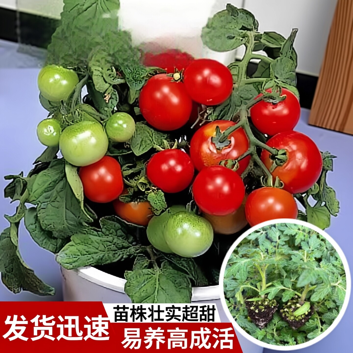 矮生盆栽小番茄苗四季种阳台观赏