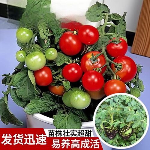 矮生盆栽小番茄苗四季种阳台观赏
