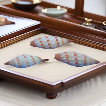 Red Spot Pink Snail Conch Shell Shooting Props Home Wishing Bottle Decoration Shell Painting DIY Material Blood Sucking Pen Snail