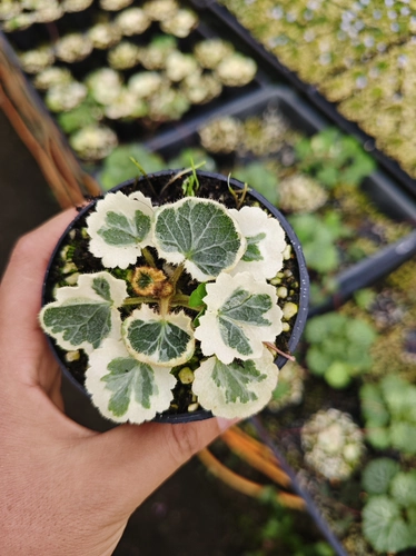 Японские семи изменений Tiger Wargrass обнаружена в мутации белая пятнистая горная дикая трава