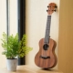 Andrew ANDREW ukulele 23 inch uklele 26 inch guitar nhỏ cho người mới bắt đầu chơi nhạc cụ ukulele - Nhạc cụ phương Tây