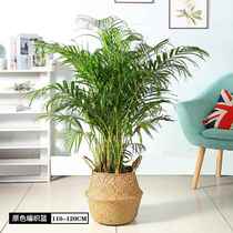 Nordic seaweed flower basket hand-woven basket ins style home living room green plant straw woven rattan flower pot decoration