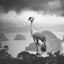 PICA limited art photography print Thomas Crane comes with framed signed certificate black and white animal hanging painting