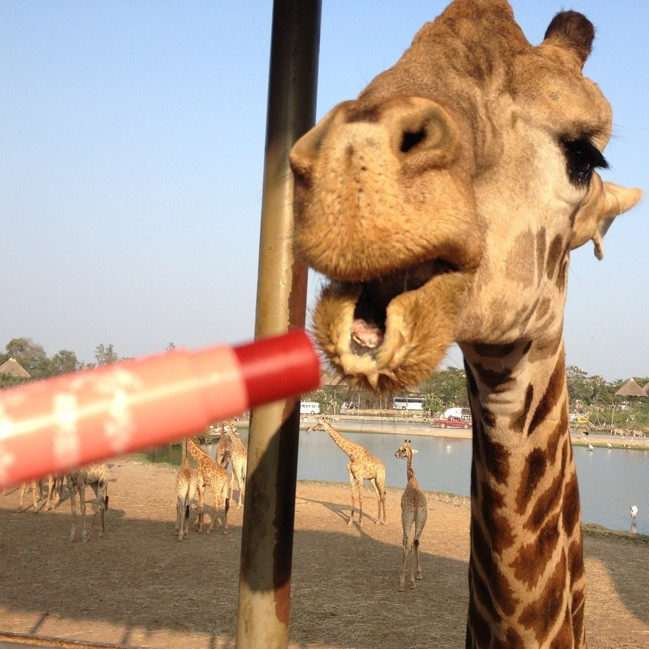 Family small physician Whole food Herbal Cream Benthospermum Paste Mosquito Bite Moisture Emergency has a va recommended patio heart for work