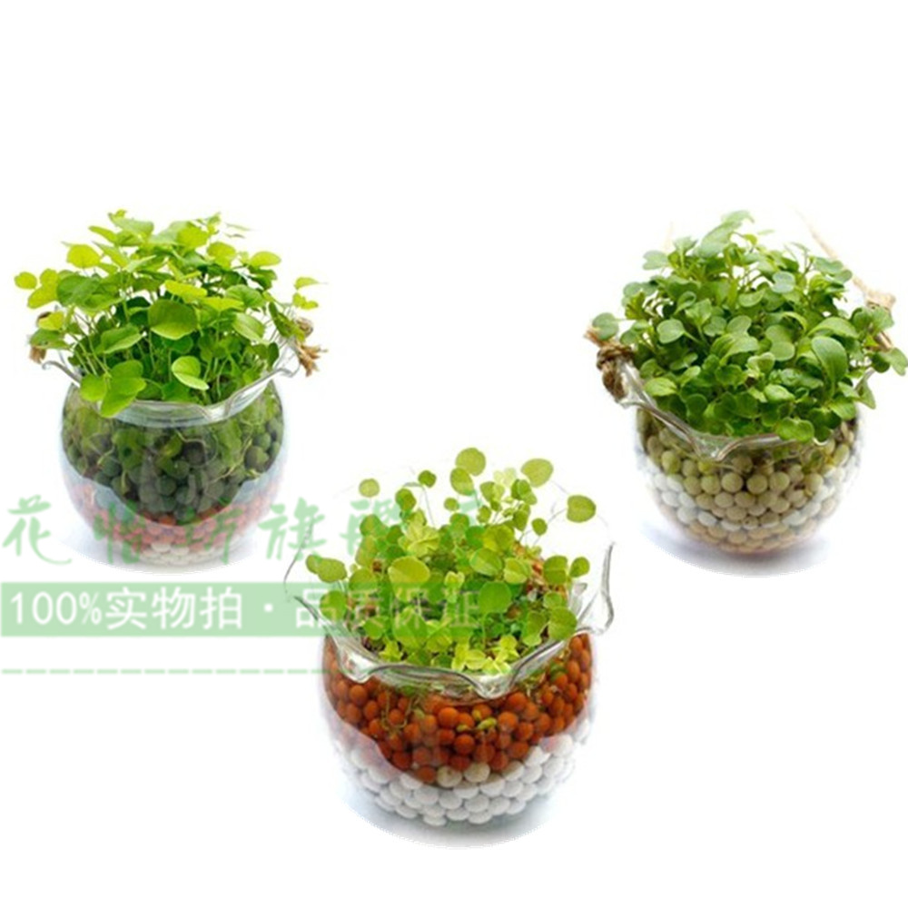负离子植物盆栽套装免邮  负离子盆栽包邮 办公桌DIY植物套装