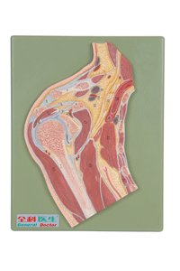 肩关节剖面模型A11202/解剖模型