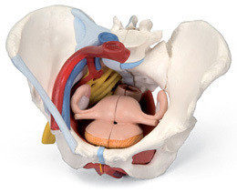 Female pelvis model (configuration ligament vascular nerve pelvic base muscle group and various organs 6-2 type
