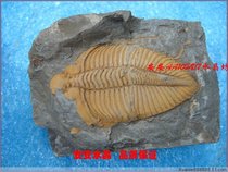 Crown worm * Paleontological fossils*Natural fossils*Trilobite fossils 7CM