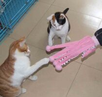 Exit single RENA PET 5 refers to a cat stick (2 color optional)