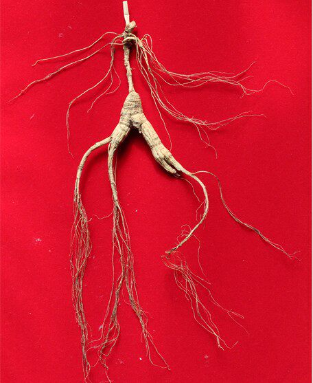 Fengjun Changbai Mountain hand-selected seed raw wild ginseng Move mountain ginseng Forest ginseng Northeast specialty 320 yuan