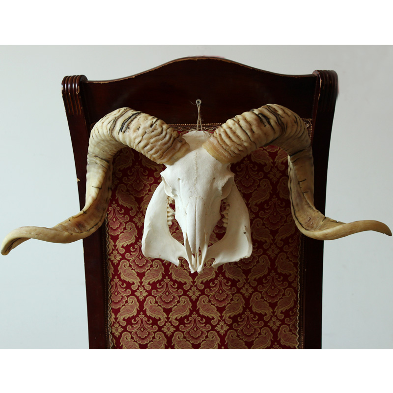 Tibet natural handmade wall-mounted real sheep skull specimens, sheep head decoration ornaments, special handicraft gifts