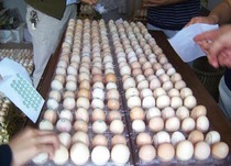  Egg label egg sticker egg egg printing (200000 pieces 1800 yuan)