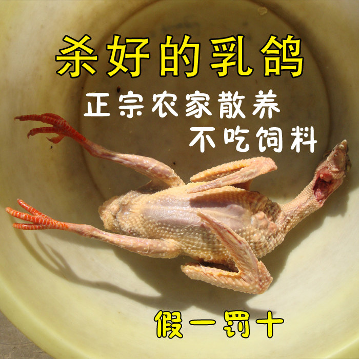 Authentic farmers feed soil pigeon boutique pigeon fresh pigeon pigeon small pigeon pregnant woman sits moon