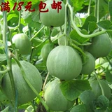 Японская сладкая тыква Семена куман сладкая тыква весенняя овощная овощ
