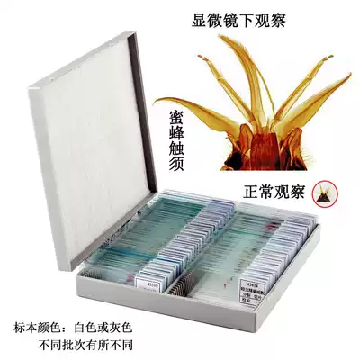 Microscopic Study on Microbial Plant and Animal Cells of Middle School Biological Specimens 100 Piers of Middle School Biological Specimens